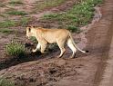 Lioness on the hunt